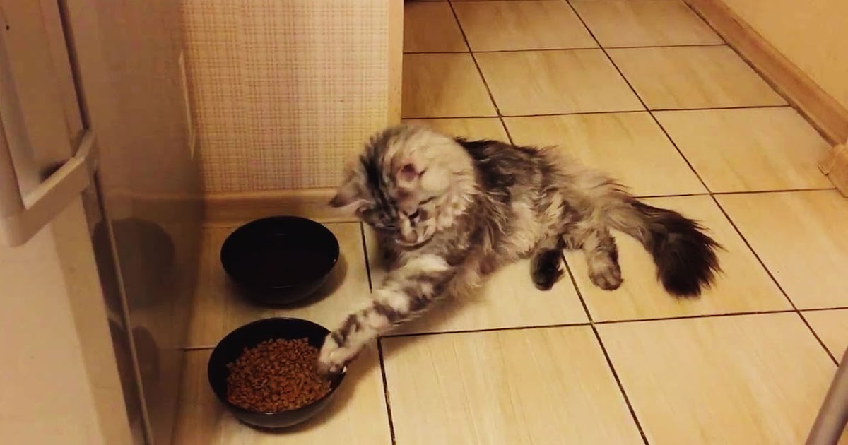 Combien De Temps Un Maine Coon Doitil Manger De La Nourriture Pour Chats Conseils D