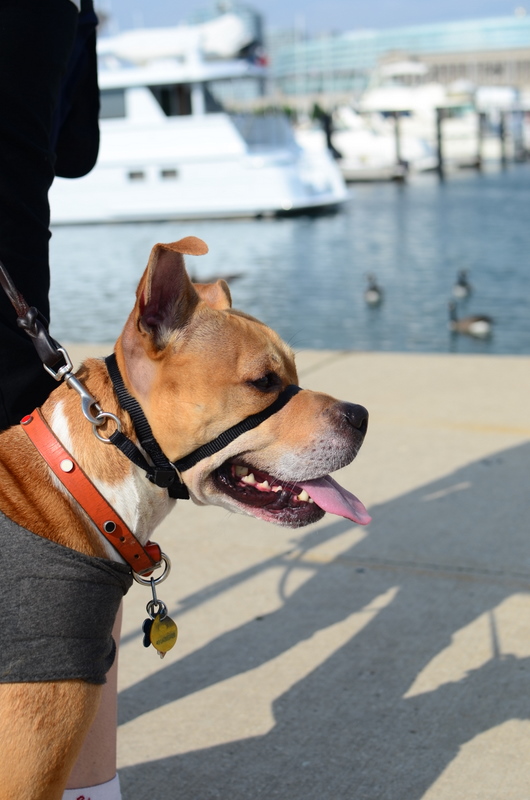 Two Pitties in the City Chicago DogWalking Club Our Inaugural Trek