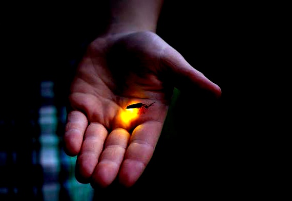 Gambar Kunang Kunang di Malam Hari | Kumpulan Gambar