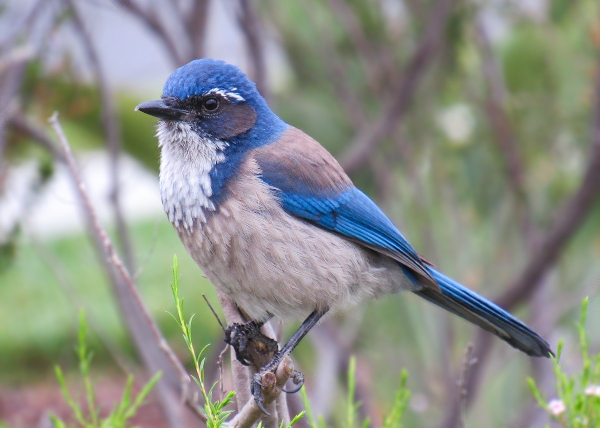Scrub jay bird, identification of Genus Scrub jay, species & facts
