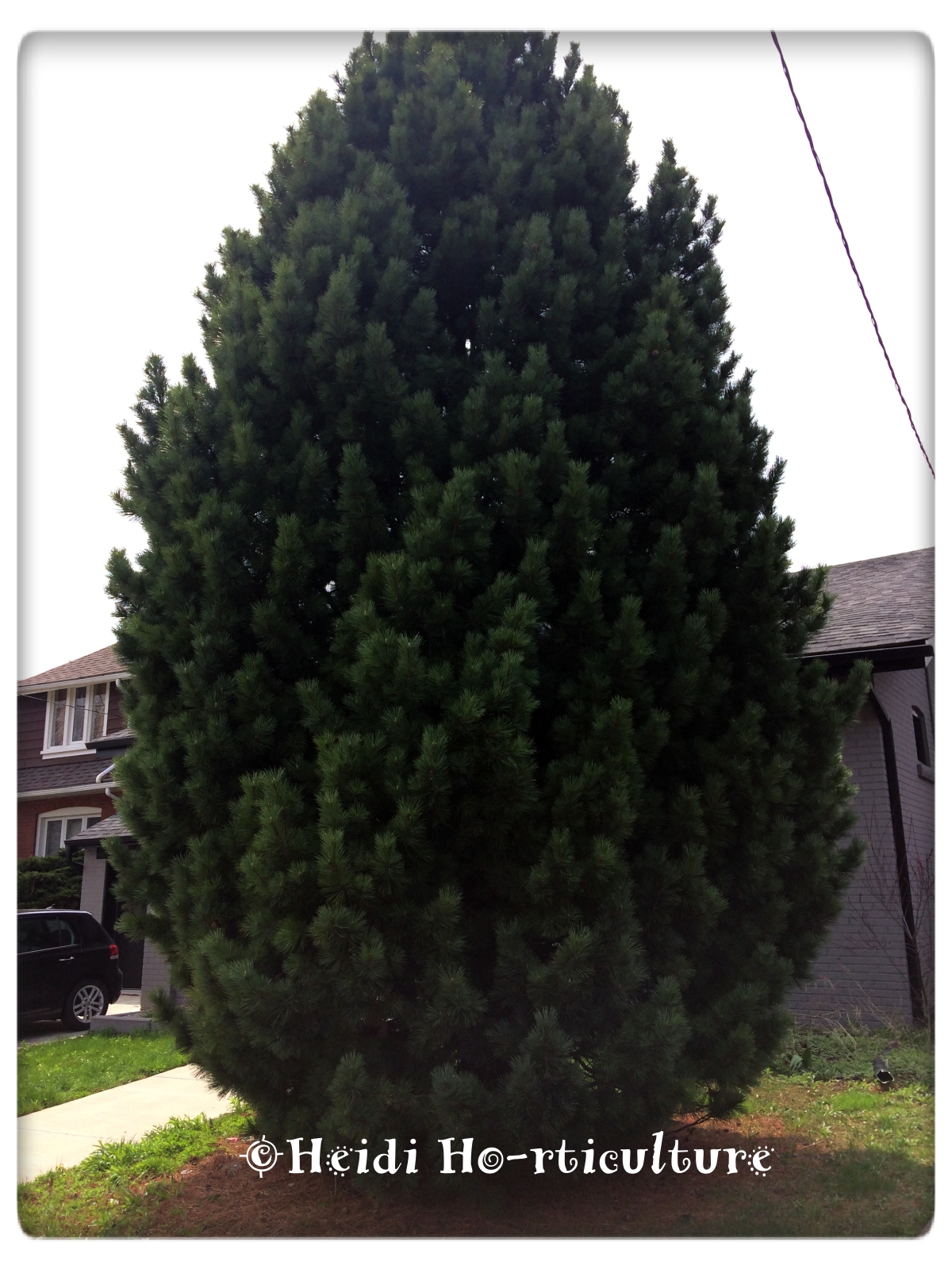 Heidi Horticulture Evergreens Falling Over in Wind Storm