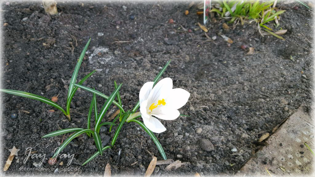 Sternensinn Garten Und Mehr Marz 2016
