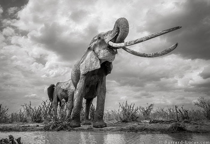 Astonishing Last Pictures Of The Legendary ‘Elephant Queen’ Before She Died