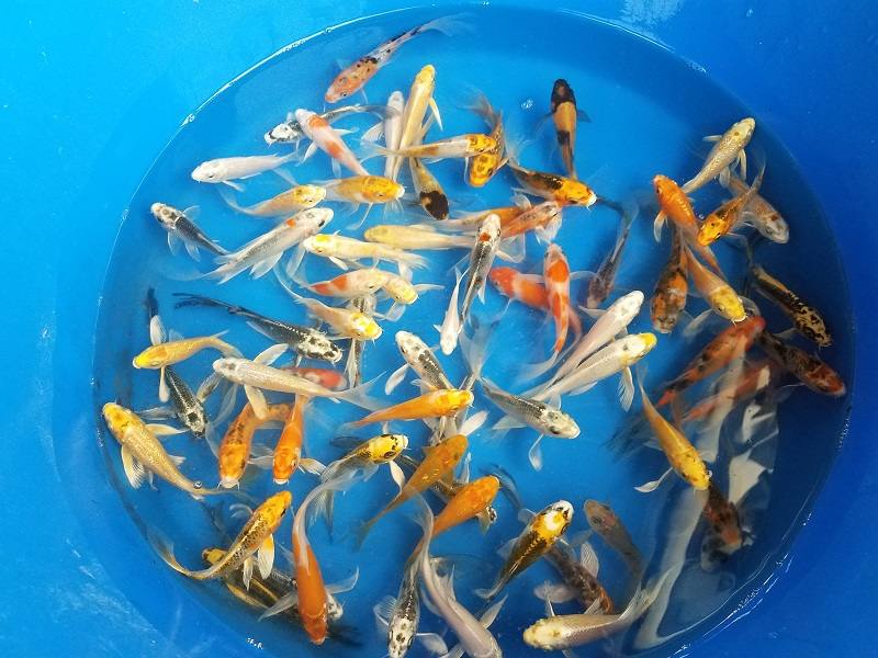 tips cara budidaya ikan koi Doitsu Hariwake
