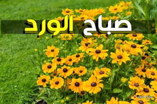 صور صباح الورد,  صباح الخير, صباح الورد