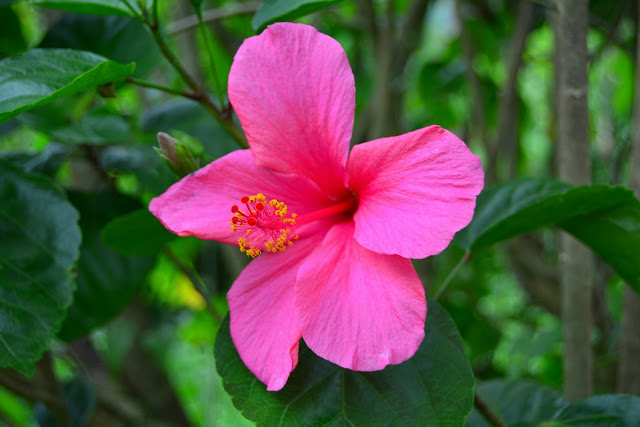 Hibiscus rosa sinensis Hibiscus rosa sinensis