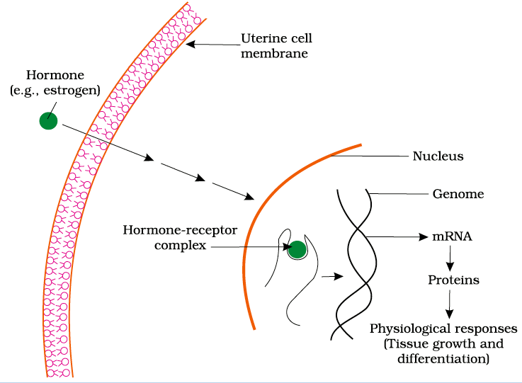 Chemical Coordination and Integration Notes Class 11 Part 5