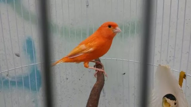 Perawatan Burung Kenari Lokal Super Wono Kicau