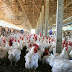 Ouro Preto do Oeste ganha agroindústria para abate de frangos