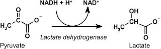 Lactate dehydrogenase