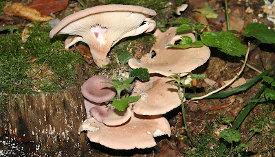 Pleurotus ostreatus 4