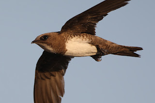 vencejo real (Tachymarptis melba) de los animales más velocesdel mundo