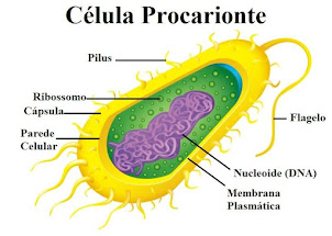 Celula procarionte