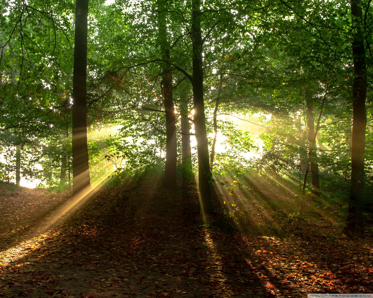 WALPAPER : Download Walpaper Gratis WALPAPER : Download Walpaper Gratis