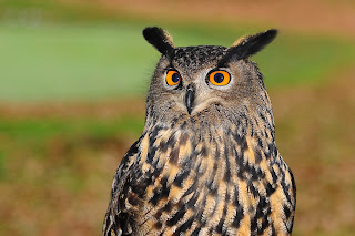 Amazing Facts about Owl in Hindi उल्लू के बारे में रोचक तथ्य।