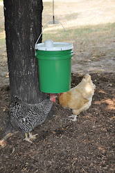 chicken diy waterer chickens poultry coop feeders watering backyard communitychickens coops community animals cats dogs catch eye outdoor pet proven
