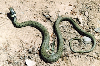 culebra de collar