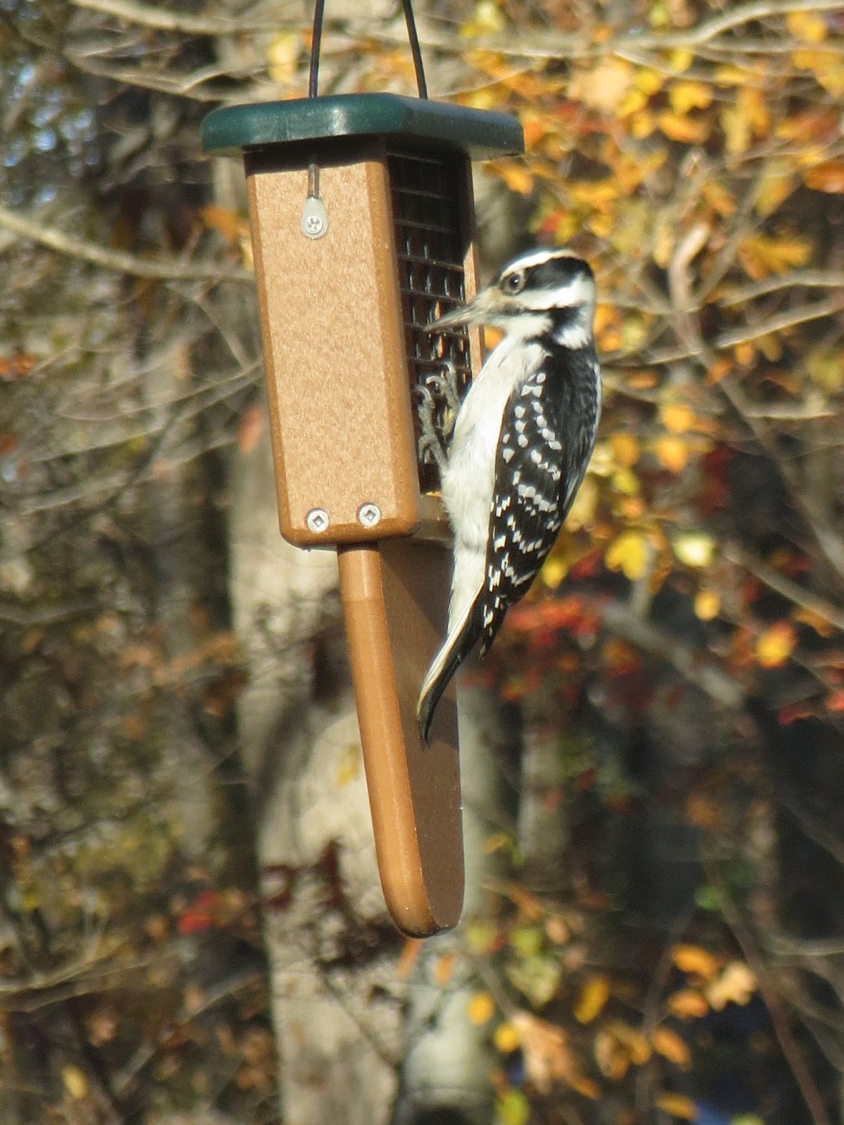 Birds of Raymondale, Falls Church, VA: Downy Woodpecker Vs. Hairy