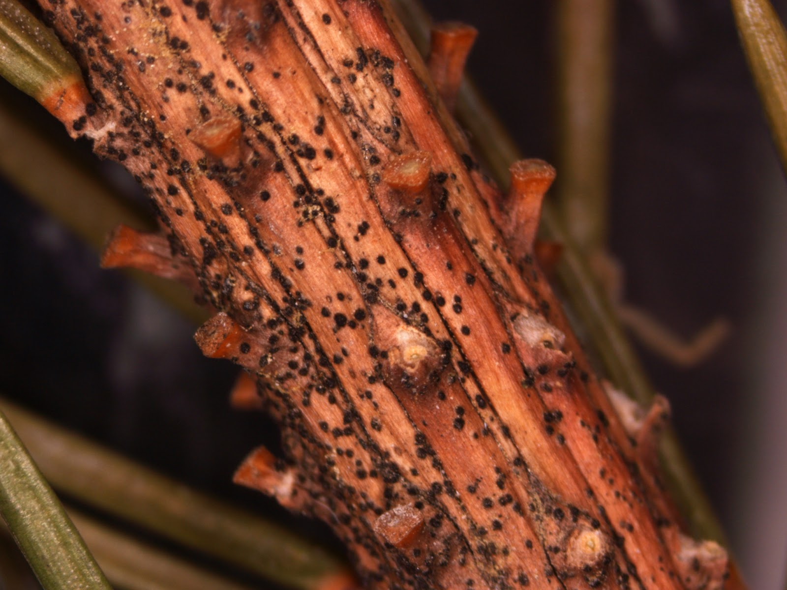 University of Illinois Plant Clinic: U of I Tree Disease and Pest ...