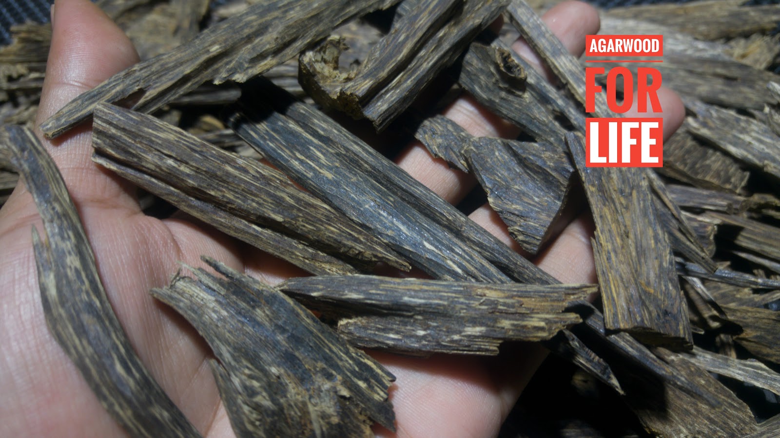 Agarwood For Life: "Grade A" of agarwood or Oud for ...