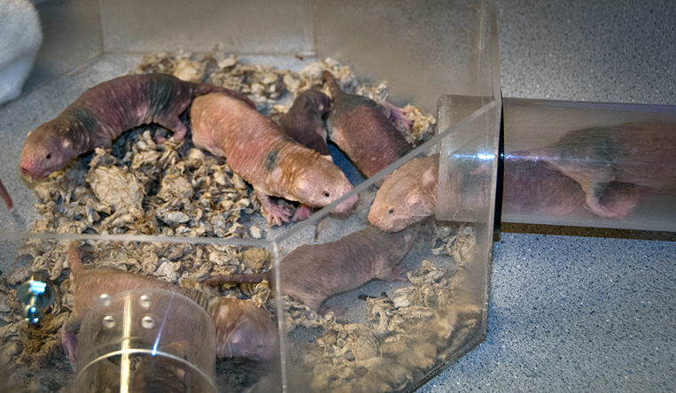 Pacific Science Center Life Sciences: Naked Mole Rat 