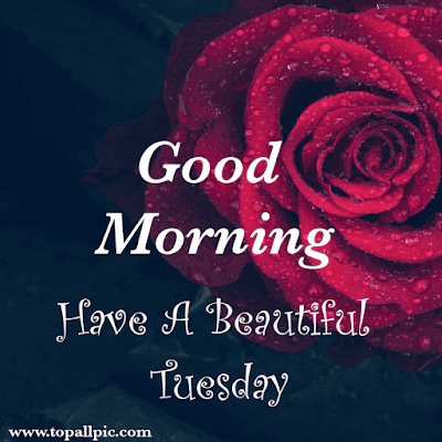 good morning tuesday images good morning tuesday images