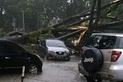 Pohon Tumbang Timpah Kendaraan di Kota Palembang