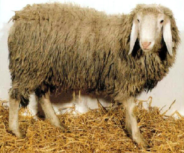 Biellese Sheep，关于Biellese Sheep，Biellese Sheeps外观，Biellese Sheep品种信息，Biellese羊养殖事实，Biellese羊行为，Biellese Sheep Care，Caring Biellese Sheep，Biellese Sheep Color，Biellese Sheep Teamporty，Biellese Sheep Development，Biellese绵羊母羊，Biellese羊肉事实，羊肉，羊肉，羊毛，羊羊，羊羊，羊羊，牧羊鱼历史，双人羊羊群，双人羊羊群，双人羊羊，羊羊羊，Biellese羊肉，Biellese羊肉，Biellese羊来源，Biellese Sheep照片，Biellese Sheep图片，Biellese Sheep Rarity，养鸡羊羊，Biellese羊饲养，Biellese Sheep Sique，Biellese绵羊气质，Biellese羊驯服，Biellese Sheep使用，Biellese Sheep品种，Biellese Sheep重量，Biellese羊羊毛