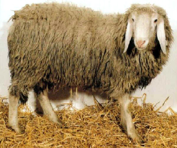 biellese sheep, about biellese sheep, biellese sheep appearance, biellese sheep breed info, biellese sheep breed facts, biellese sheep behavior, biellese sheep care, caring biellese sheep, biellese sheep color, biellese sheep characteristics, biellese sheep development, biellese sheep ewes, biellese sheep facts, biellese sheep for meat, biellese sheep for wool, biellese sheep farms, biellese sheep farming, biellese sheep history, biellese sheep horns, biellese sheep info, biellese sheep images, biellese sheep lambs, biellese sheep meat, biellese sheep milk, biellese sheep origin, biellese sheep photos, biellese sheep pictures, biellese sheep rarity, raising biellese sheep, biellese sheep rearing, biellese sheep size, biellese sheep temperament, biellese sheep tame, biellese sheep uses, biellese sheep varieties, biellese sheep weight, biellese sheep wool