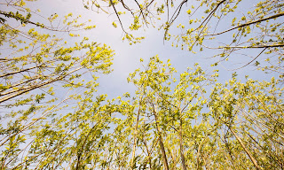 Willow trees grown for biofuel next to a biofuel power station in Lockerbie, Scotland, UK. (Photograph Credit: Ashley Cooper / Alamy/Alamy) Click to Enlarge. Willow trees grown for biofuel next to a biofuel power station in Lockerbie, Scotland, UK. (Photograph Credit: Ashley Cooper / Alamy/Alamy) Click to Enlarge.