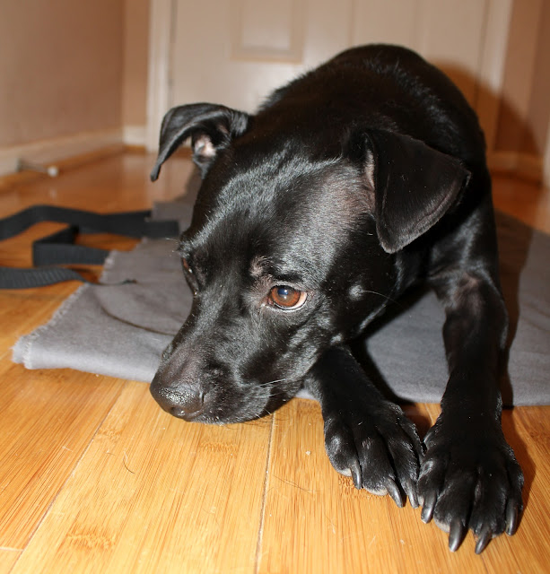 homevolution DIY Dog Car Seat Hammock