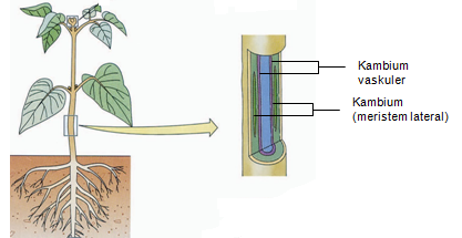 Fungsi Batang Tumbuhan