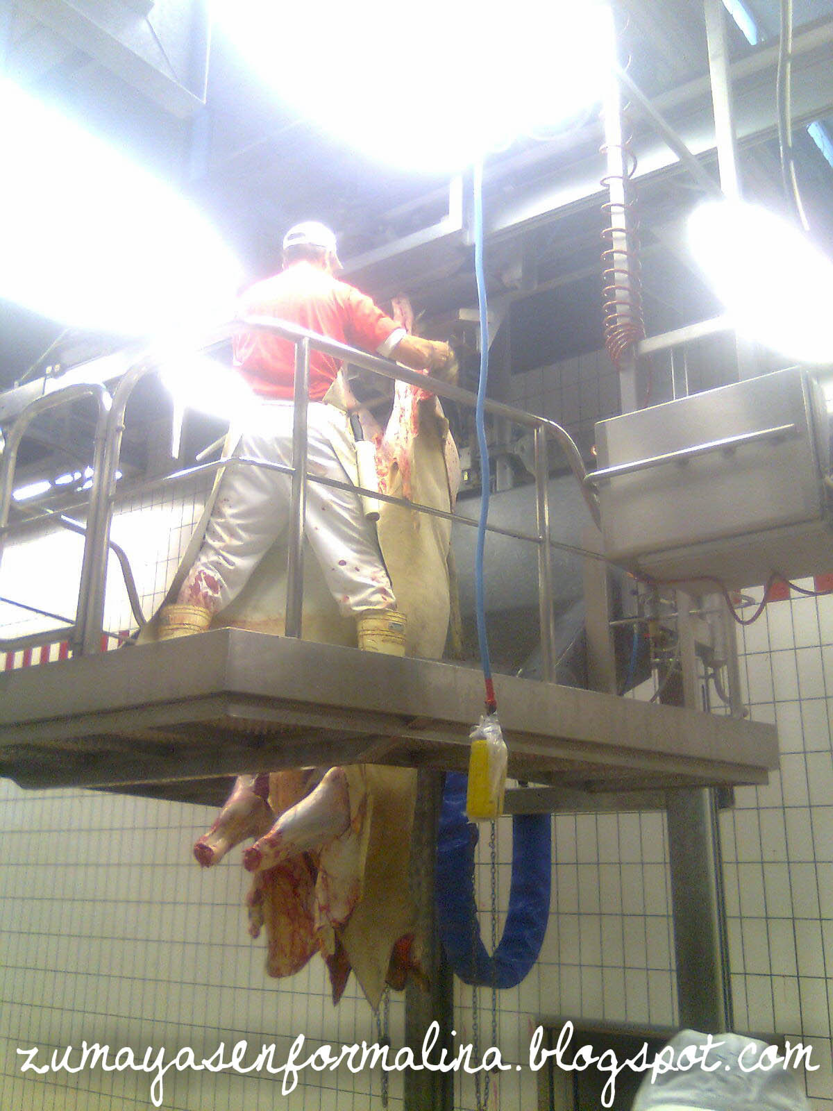 ZUMAYAS EN FORMALINA Así se obtiene la piel de vaca