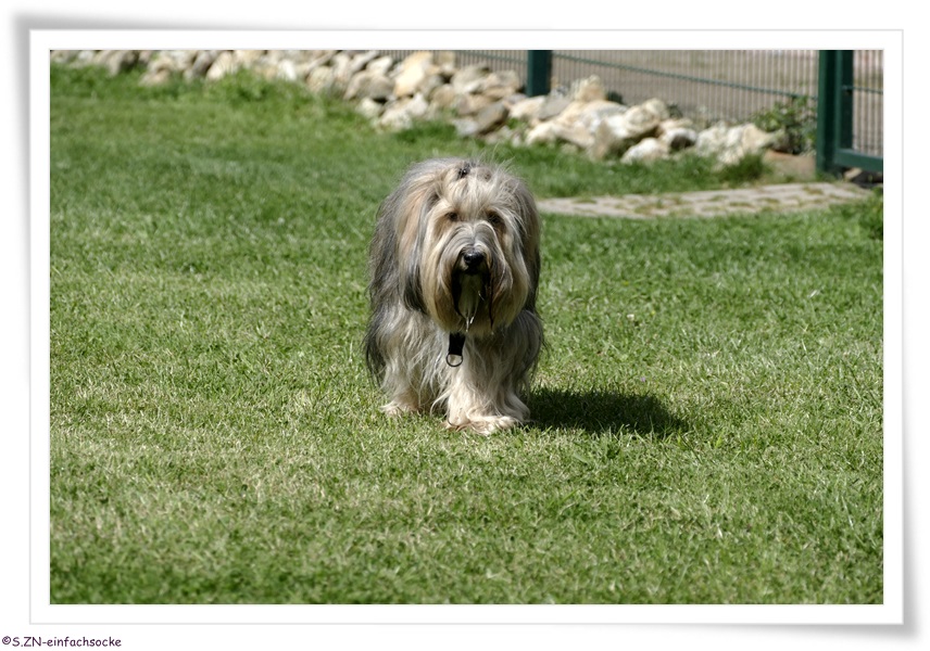 [Hundeblog] Einfach Socke Physiotherapie &amp; Krankengymnastik beim Hund&hellip;