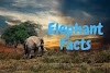 120+ Facts About Elephant in Hindi - हाथी की विशेषताएँ