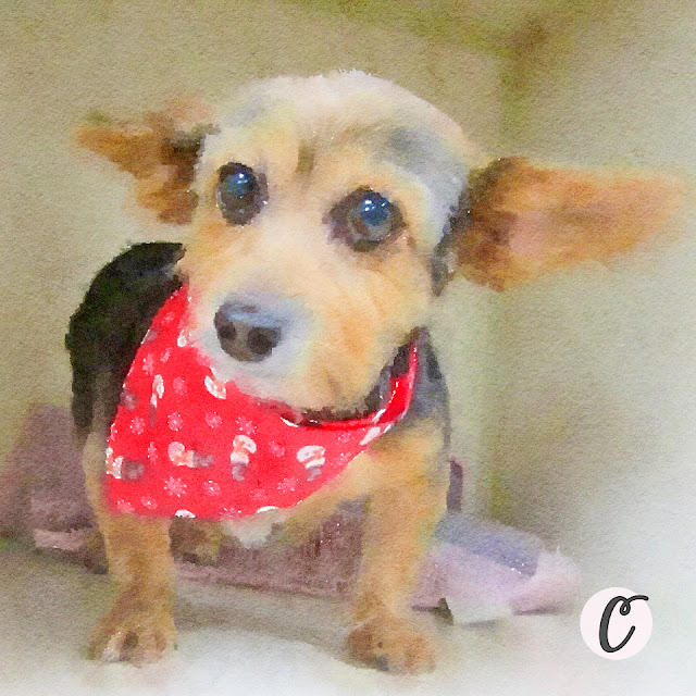 Our dorkie Mitzi Our dorkie Mitzi