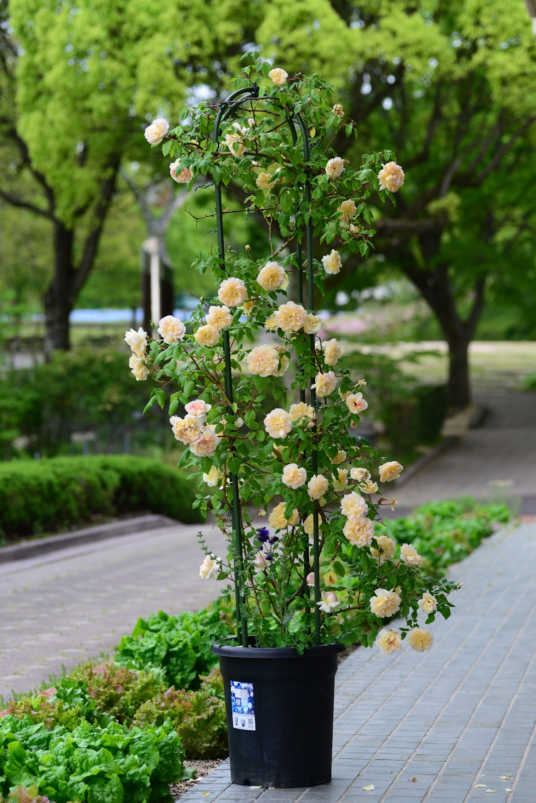 広島市植物公園ブログ 今日の植物公園 5月9日号