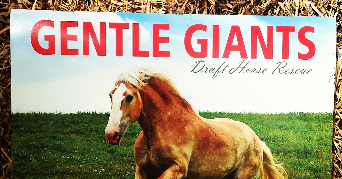 Riding & Writing... Gentle Giants Draft Horse Rescue