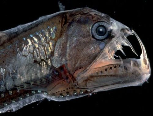 Animals: Viperfish