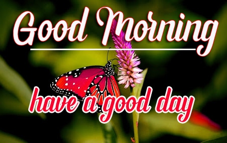 Beautiful Good Morning HD Free Wallpaper | GM Images Download