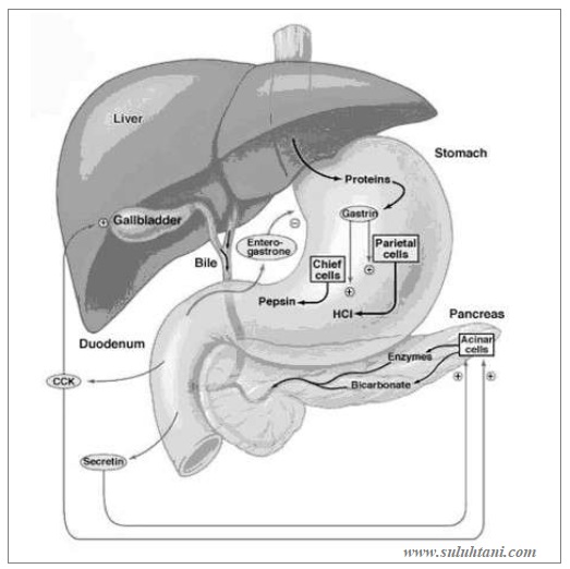 Gambar Organ Pencernaan Ruminansia pada Sapi