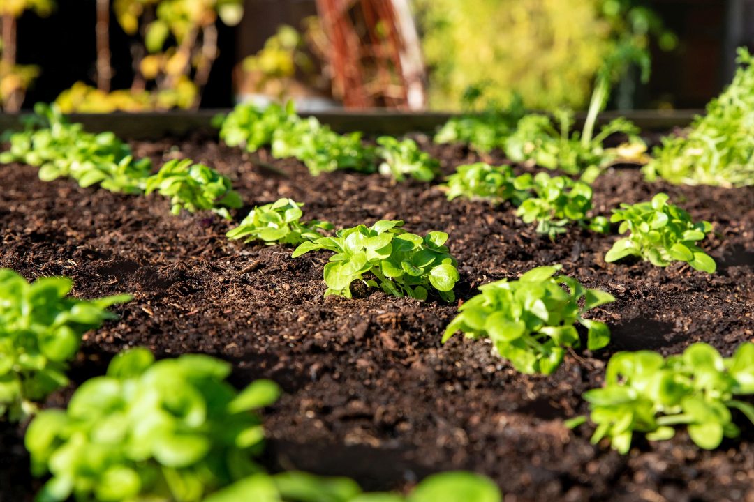 Vitaminpower für den Winter: Feldsalat mit Zitrusfrüchten, Chicorée und ... Vitaminpower für den Winter: Feldsalat mit Zitrusfrüchten, Chicorée und ...