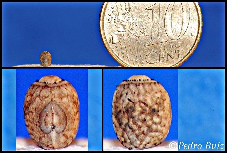 Huevo de Parapachymorpha zomproi Huevo de Parapachymorpha zomproi