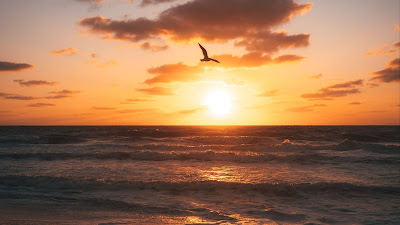 Wallpaper Bird, Sunset, Beach, Coast, Horizon Wallpaper Bird, Sunset, Beach, Coast, Horizon