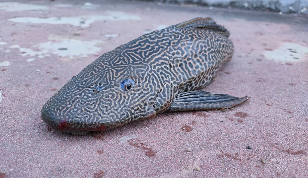 Ikan Tidak Disukai Pemancing dan Merbahaya Pada Ekosistem Sungai