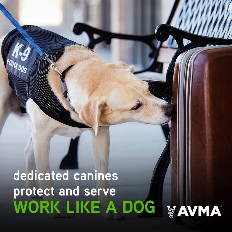 Work Like a Dog Day Work Like a Dog Day