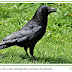 Aves como os corvos parecem ter consciência, assim como os humanos