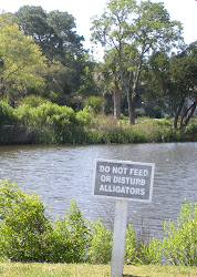 Yes there really were cranky alligators in that pond.