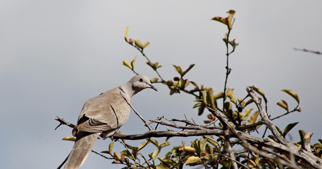 Birds of Barbados Collared Dove Nesting a Distraction