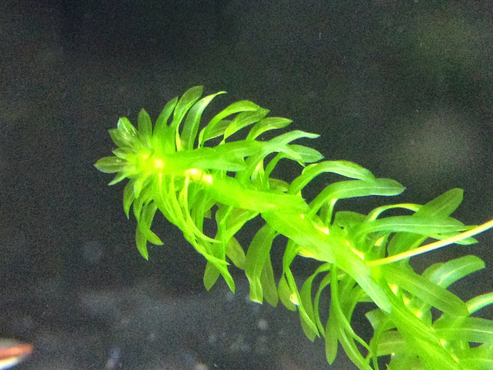 Элодея канадская. Элодея аквариумное растение. Элодея канадская водяная чума. Элодея аквариумное растение. Элодея зубчатая.